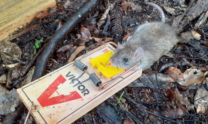 We use Victor Professional Rat Traps
