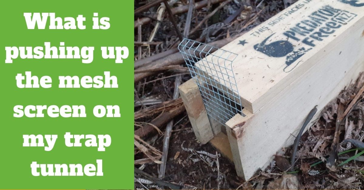 What is pushing up the mesh screen on my trap tunnel - Predator Free ...