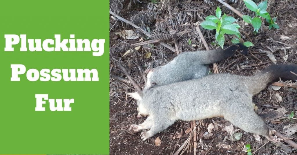 Plucking Possum Fur