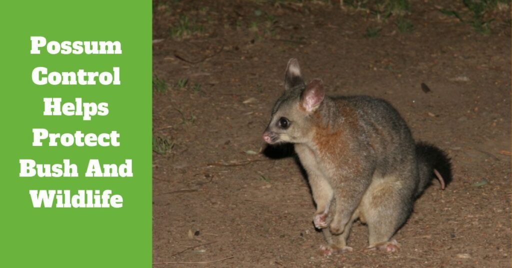 Possum Control Helps Protect Bush And Wildlife